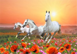 �������� ����� 4053 ������� �� ����� ����� ���������� 37*49�� - ����������� ������ ��� ���������� ��������� ��� ���������