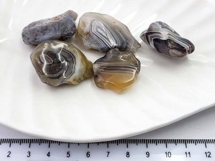 ���� �������� ���� ������ �����  25*14�� 1��/������� - ����������� ������ ��� ���������� ��������� ��� ���������